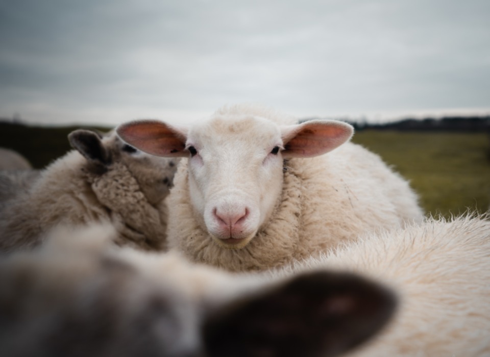 В Великобритании похитили признанную самой уродливой овцу